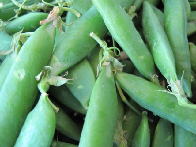 Горох (Pisum) Горох (Pisum)