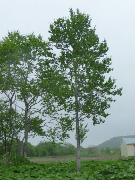 Осина (Aspen)