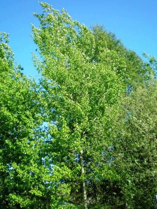 Осина (Aspen)