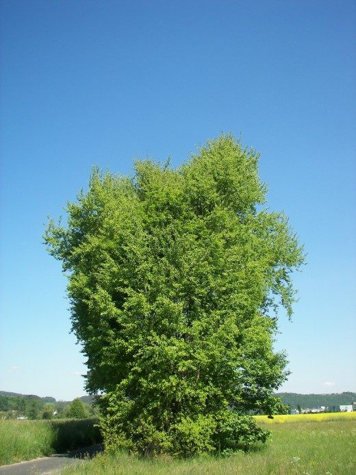 Осина (Aspen)