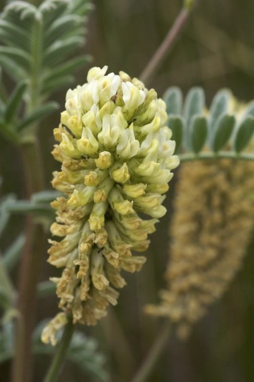 Астрагал (Astragalus)