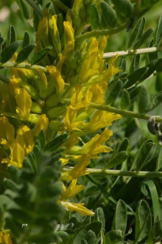 Астрагал (Astragalus)