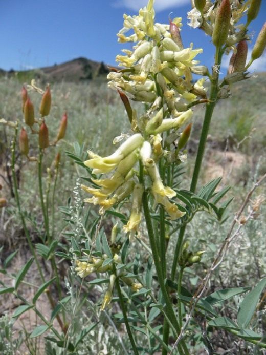 Астрагал (Astragalus)