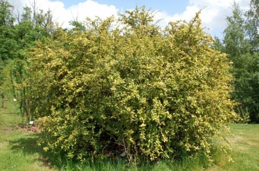 Барбарис Юлиана (Berberis julianae) Барбарис Юлиана (Berberis julianae)