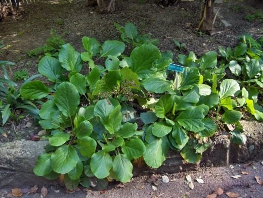 Бадан (Bergenia) Бадан (Bergenia)