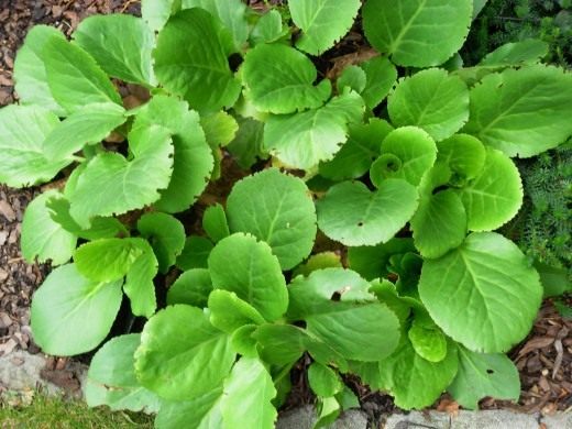 Бадан (Bergenia)