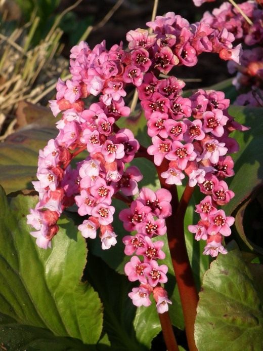 Бадан (Bergenia)