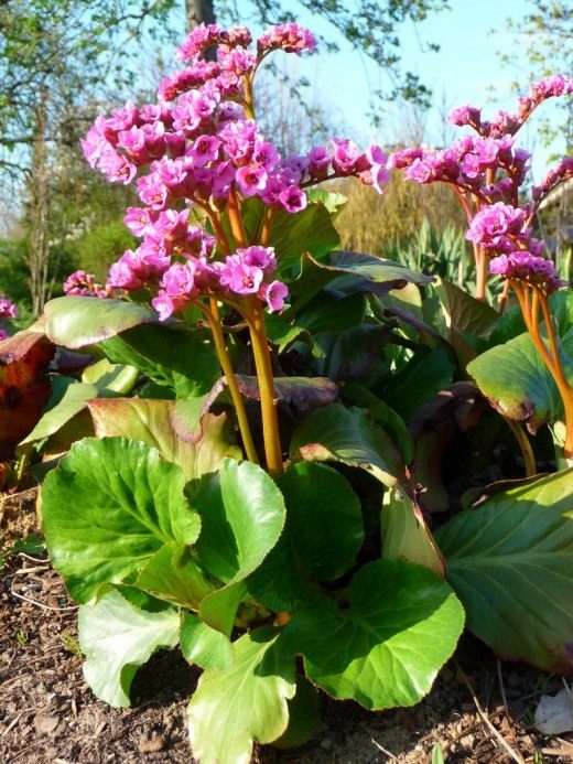 Бадан (Bergenia)