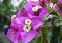 Бугенвиллия голая (Bougainvillea glabra)