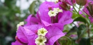 Бугенвиллия голая (Bougainvillea glabra)