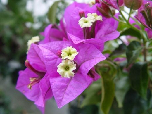 Бугенвиллия голая (Bougainvillea glabra)