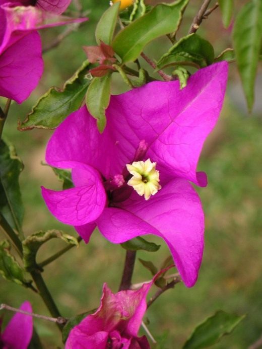 Бугенвиллия голая (Bougainvillea glabra)