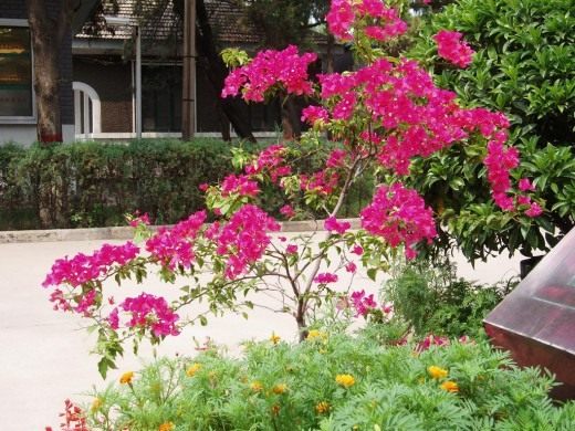 Бугенвиллия голая (Bougainvillea glabra)
