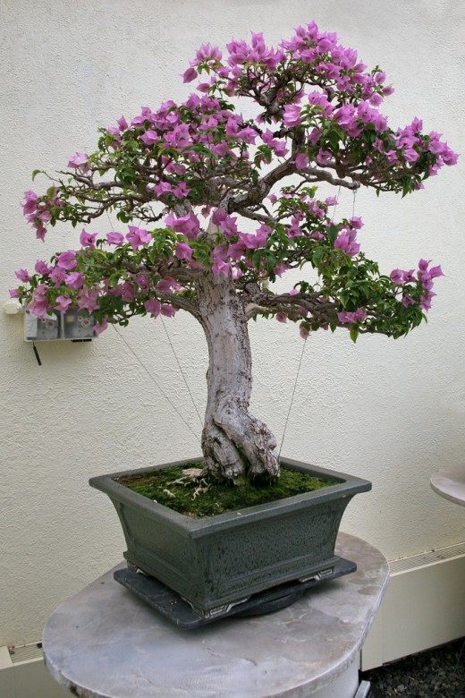Бугенвиллия голая (Bougainvillea glabra)