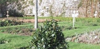 Самшит вечнозеленый (Buxus sempervirens)