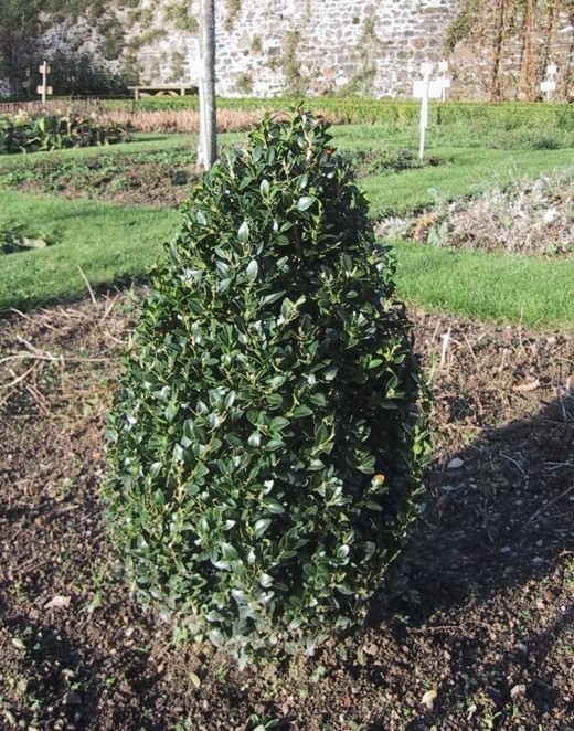 Самшит вечнозеленый (Buxus sempervirens)