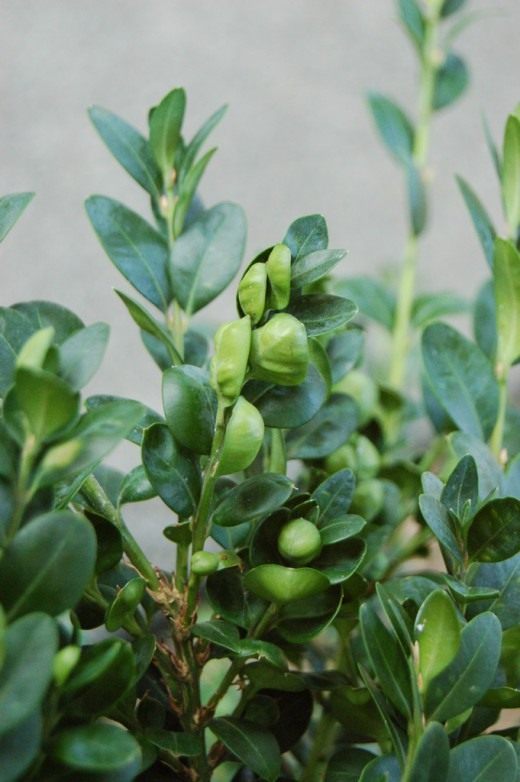 Самшит вечнозеленый (Buxus sempervirens) Самшит вечнозеленый (Buxus sempervirens)