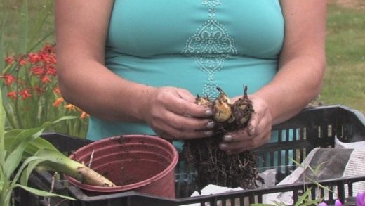 Размножение луковичных (Bulb Planting)