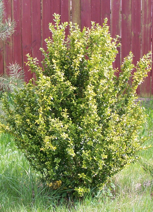 Самшит вечнозелёный (Buxus sempervirens) Самшит вечнозелёный (Buxus sempervirens)