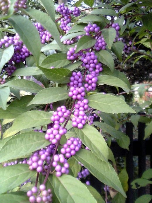 Калликарпа японская (Callicarpa japonica) Калликарпа японская (Callicarpa japonica)