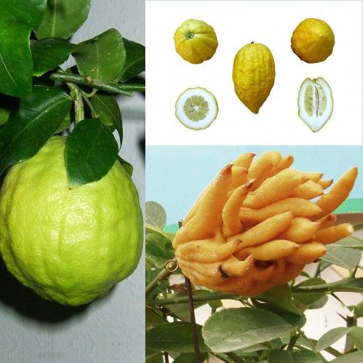 Цитрон (Citron)