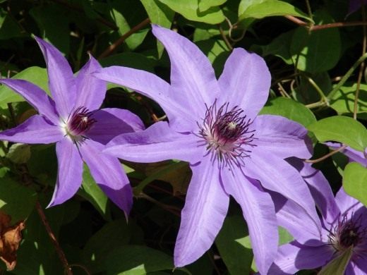 Клематис, ломонос (Clematis)