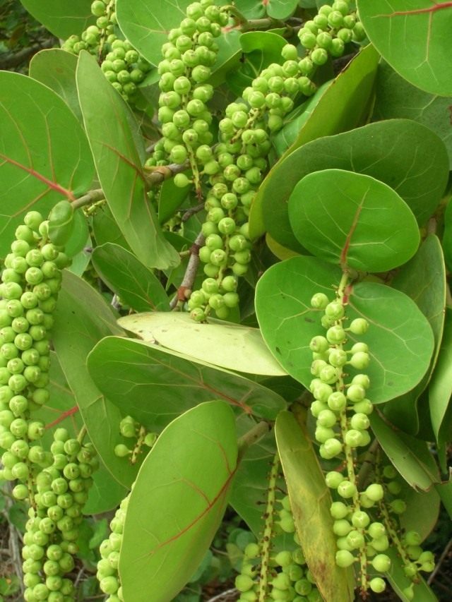 Кокколоба (Coccoloba) Кокколоба (Coccoloba)