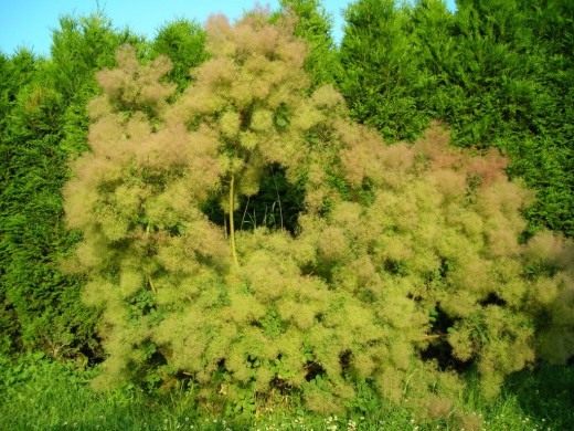 Скумпия кожевенная, или обыкновенная, или Париковое дерево (Cotinus coggigria)