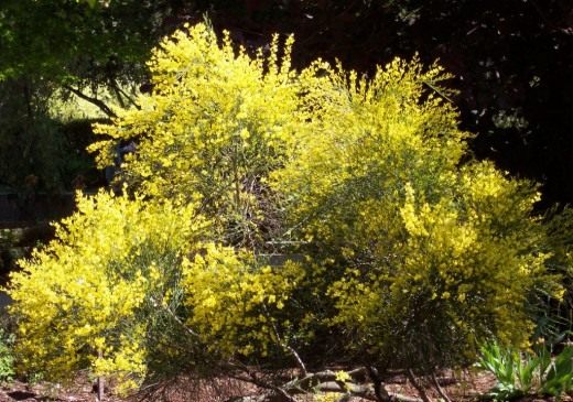 Ракитник ранний (Cytisus praecox) Ракитник ранний (Cytisus praecox)