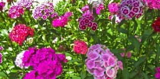 Гвоздика турецкая (Sweet William)