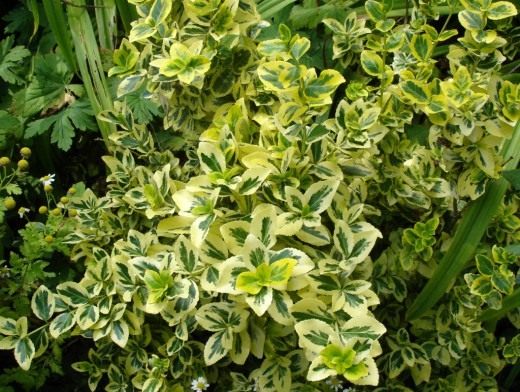 Бересклет Форчуна, пестролистный (Euonymus fortunei. var. vegetus) Бересклет Форчуна, пестролистный (Euonymus fortunei. var. vegetus)
