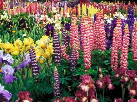 Цветник (Flower-garden)