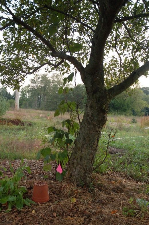 Содержание почвы, в саду (The content of the soil in the garden)
