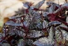 Гемиграфис (Hemigraphis)