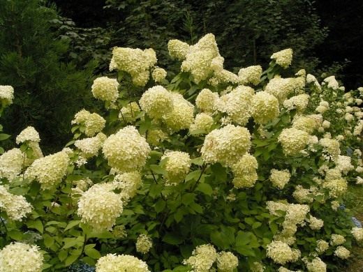 Гортензия метельчатая (Hydrangea paniculata) Гортензия метельчатая (Hydrangea paniculata)