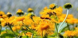 Девясил высокий (Inula helenium)