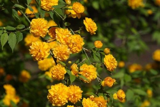 Керрия японская (Kerria japonica) Керрия японская (Kerria japonica)