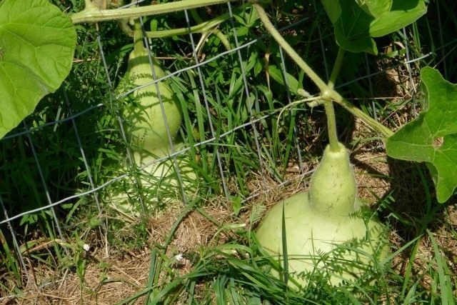 Лагенария (Lagenaria) Лагенария (Lagenaria)