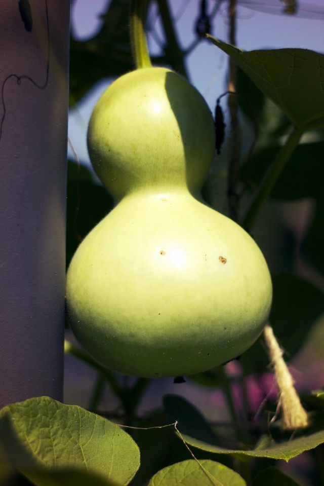 Лагенария (Lagenaria) Лагенария (Lagenaria)