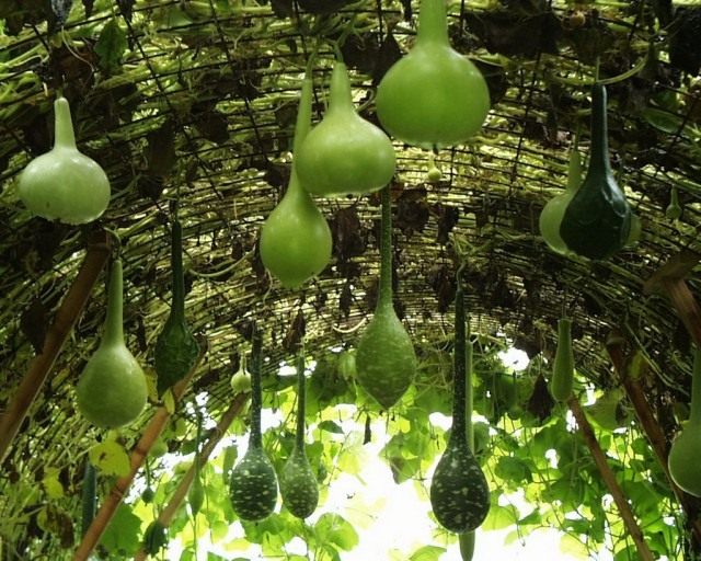 Лагенария (Lagenaria) Лагенария (Lagenaria)