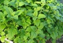 Мелисса лекарственная