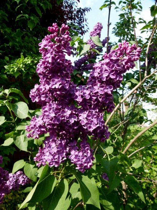 Сирень (Lilac)