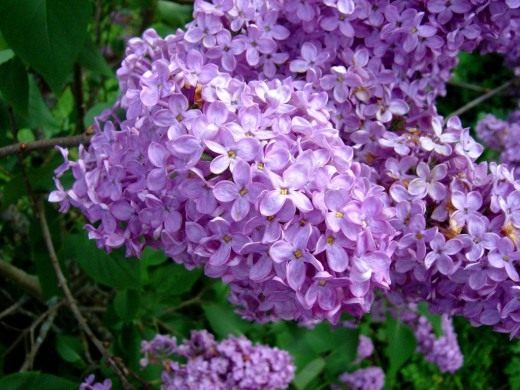 Сирень (Lilac)
