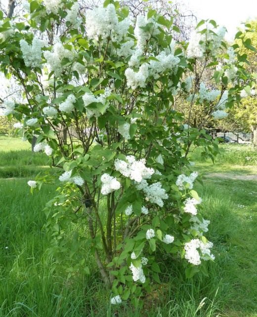 Сирень (Lilac)