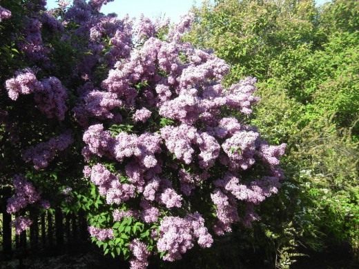 Сирень (Lilac)