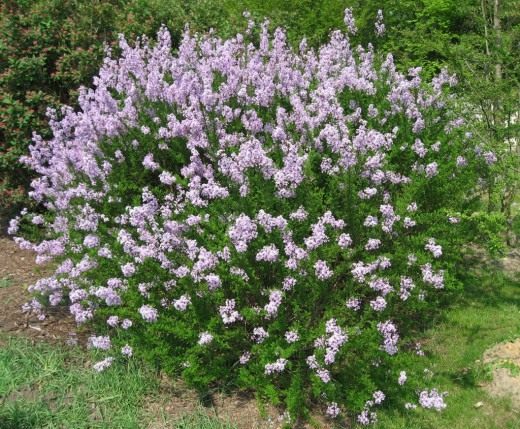 Сирень (Lilac)