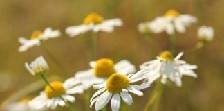 Ромашка аптечная, или Ромашка лекарственная, или Ромашка ободранная (Matricaria chamomilla)