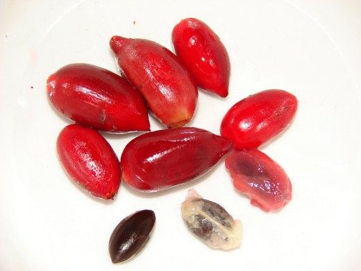 Магический фрукт (Miracle fruit)