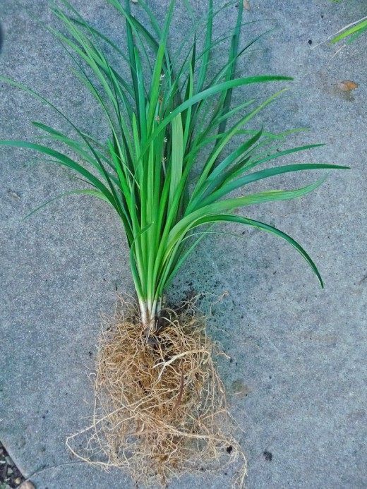 Офиопогон японский, японский ландыш (Mondo grass)