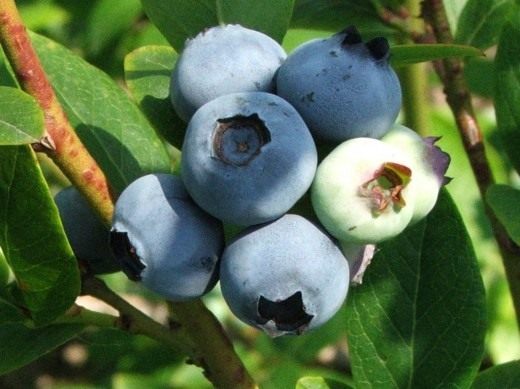 Голубика высокорослая (Northern highbush blueberry) Голубика высокорослая (Northern highbush blueberry)